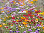 FZ030501 Wild flowers in Barry.jpg